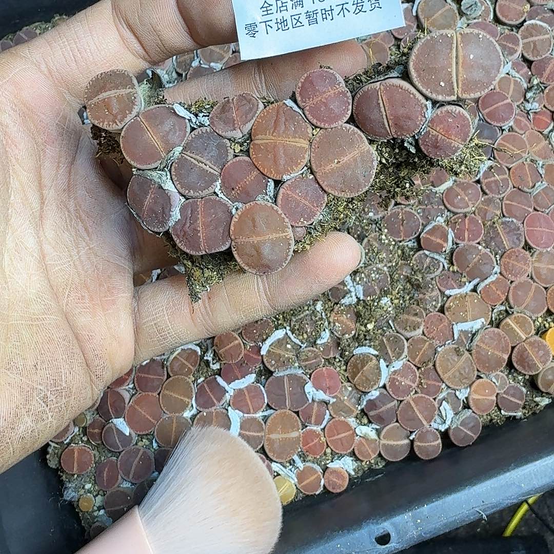 1256 哈哈哈哈哈哈哈