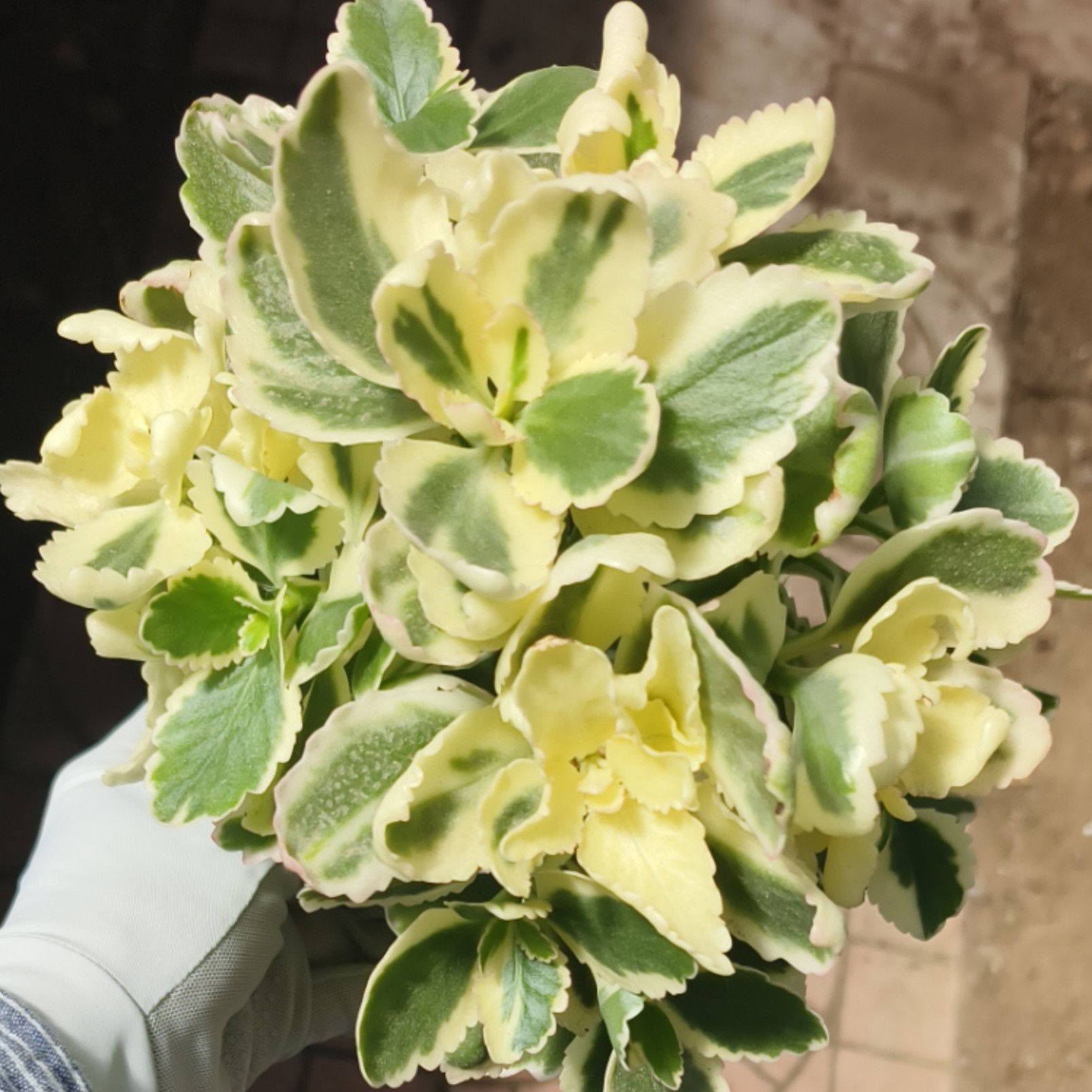 锦玉  不带花苞 观叶观花 昊景10厘米盆