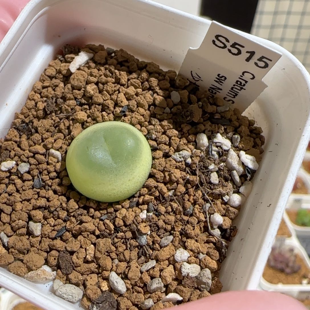 小****肉锥多肉植物组合-sh1200拉登809