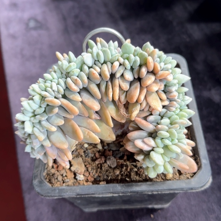 13厘米左右一物一拍的