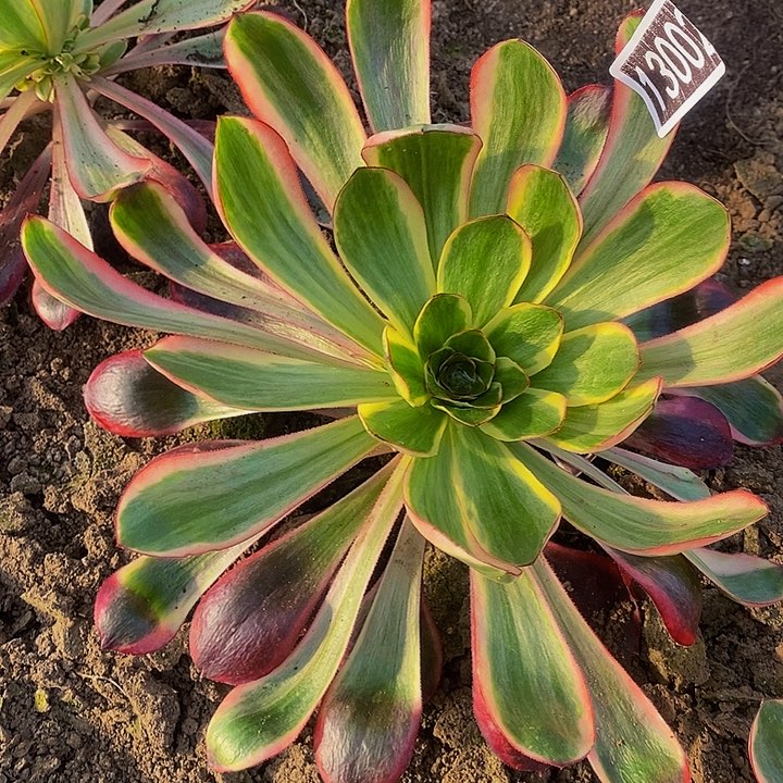 13002号红魔女法师一圈侧芽