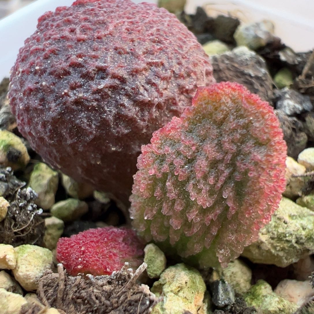 实生大苗多肉植物水泡