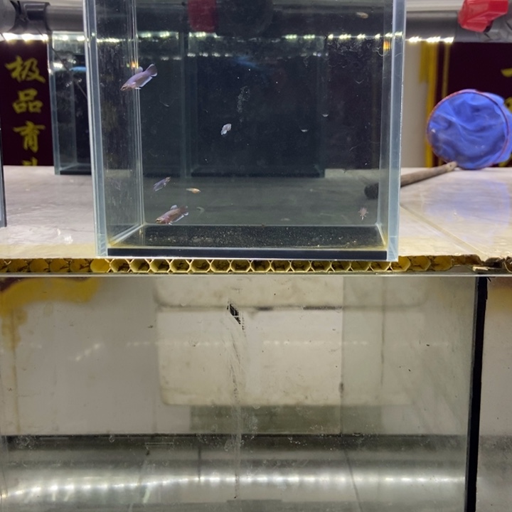 斗鱼包活不包损所见即所得230