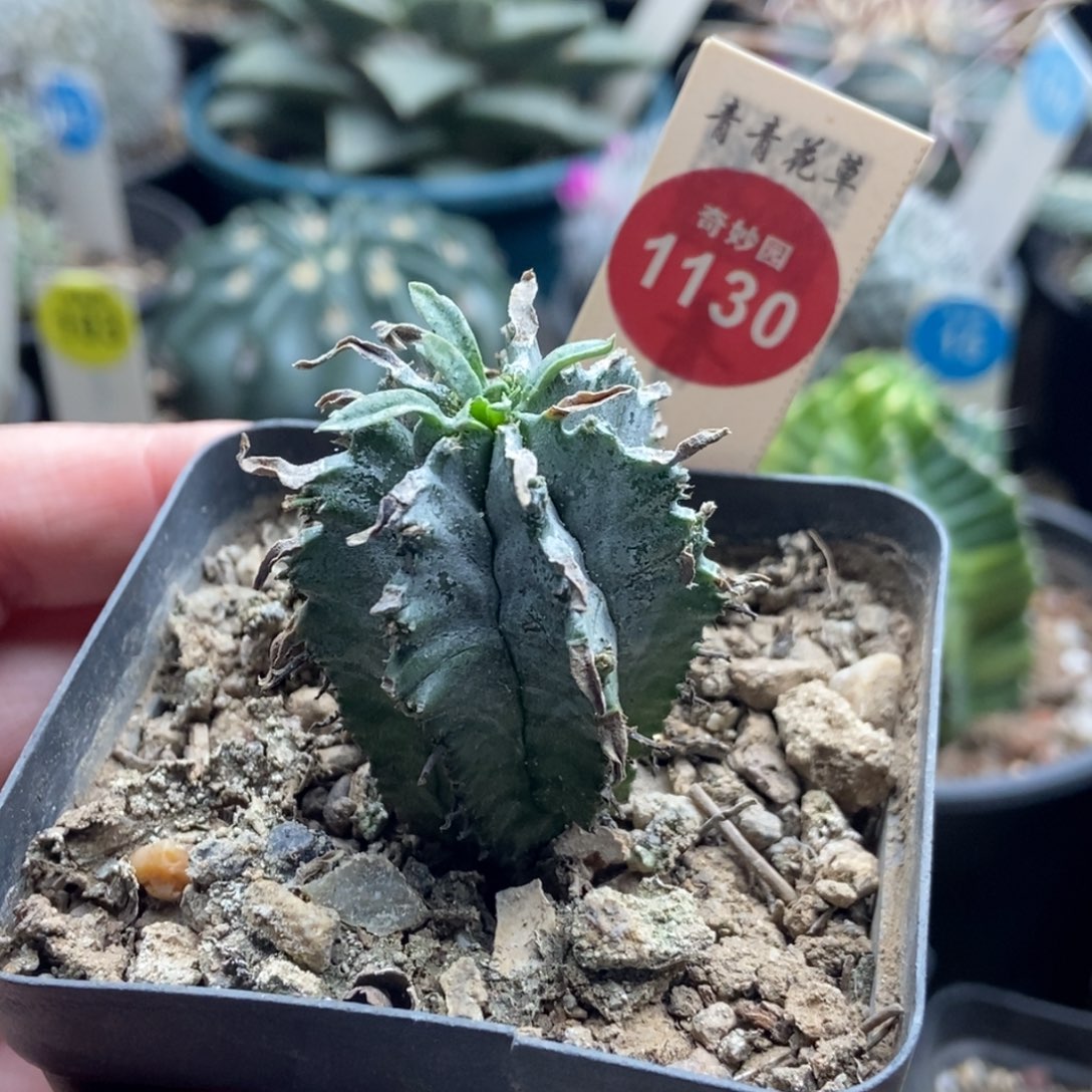 实生白衣魁伟玉一颗群