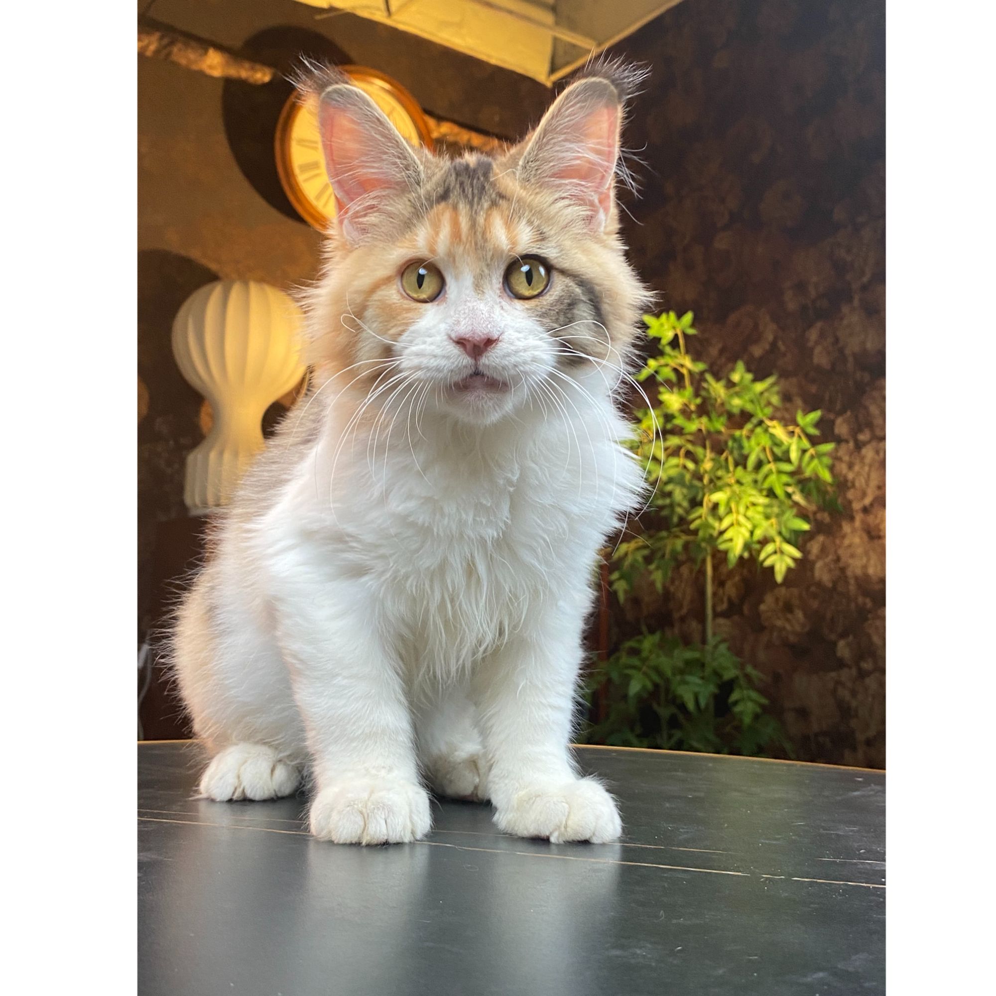 缅因三花母四个月三针苗驱虫做完可卡犬