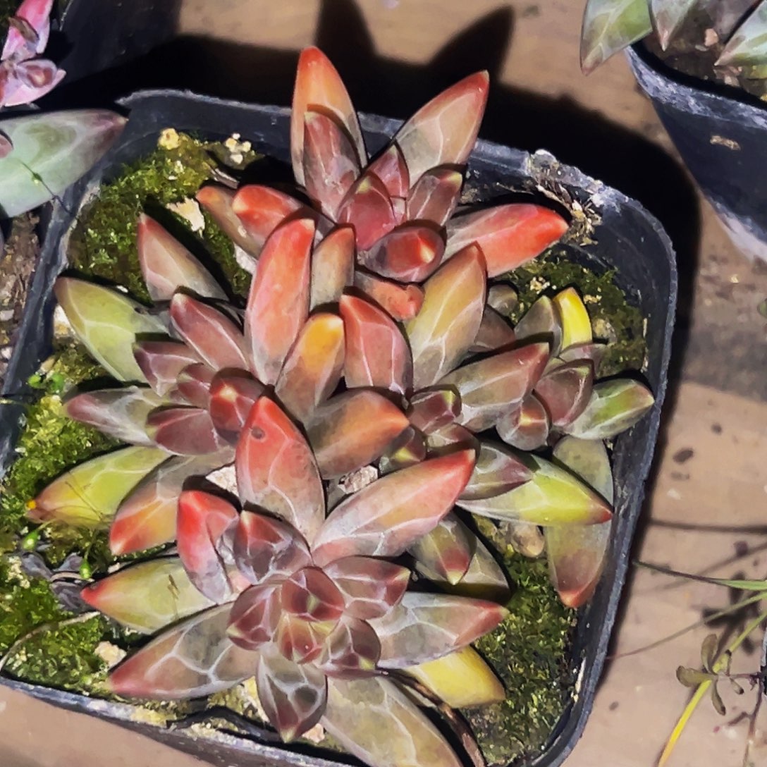 桔云多肉美人精品系列