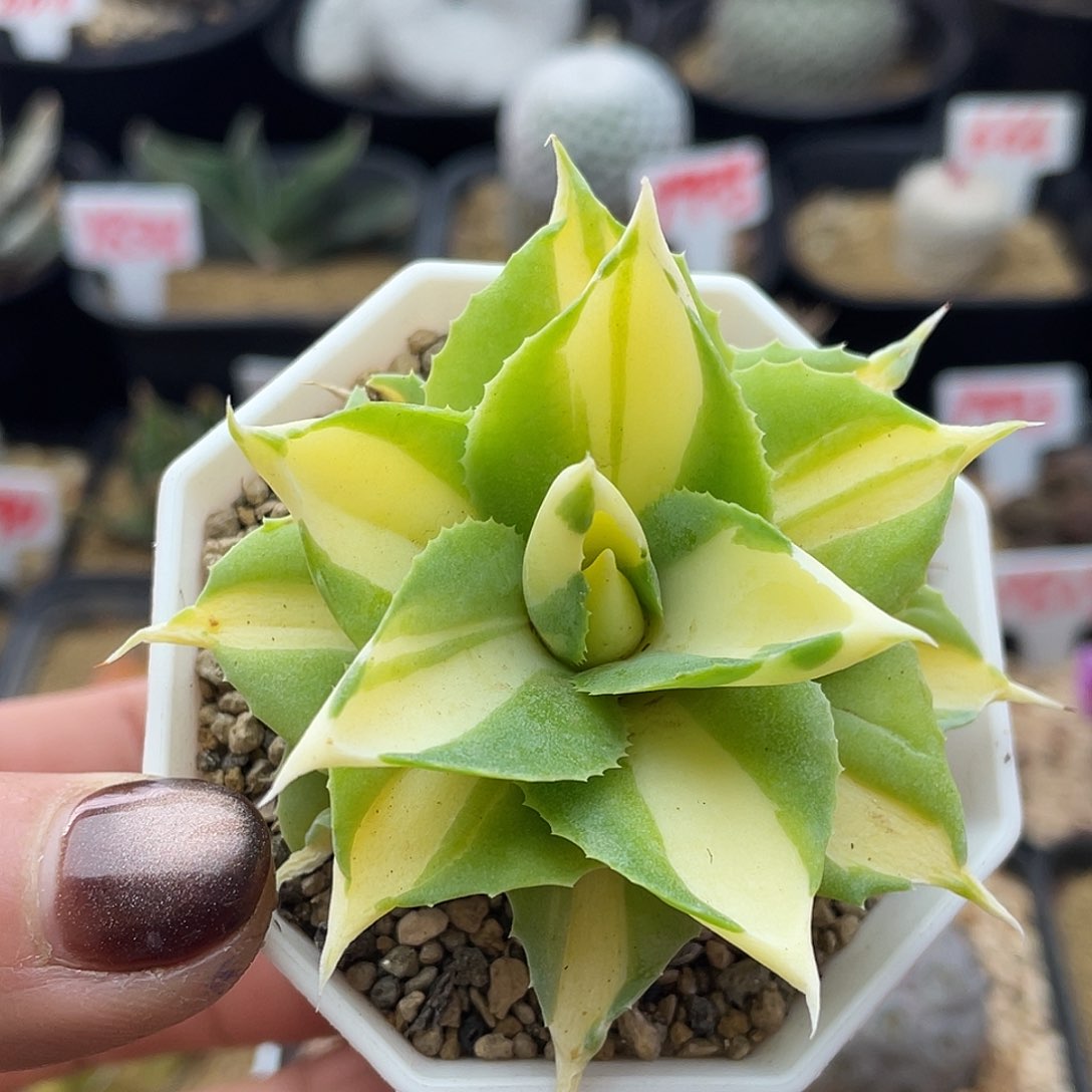 实生龙舌兰黄中斑仙人球