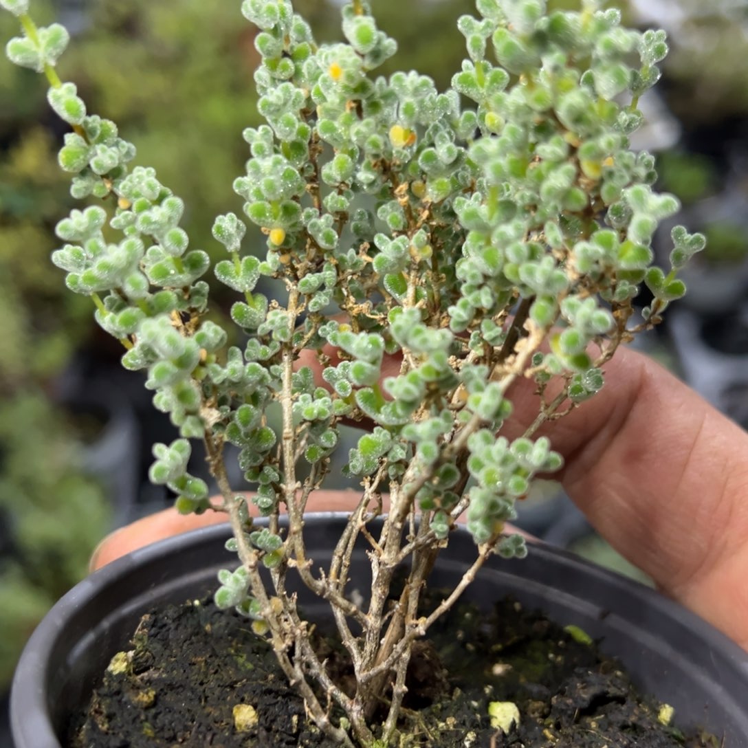 超级莱斯90倍老桩福利