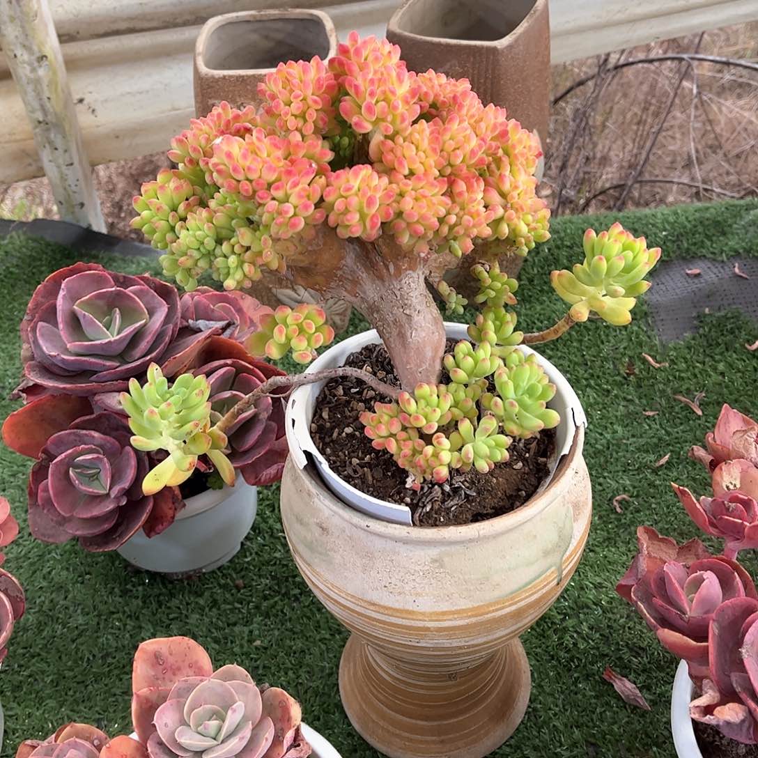 萌*哒春萌多肉植物51