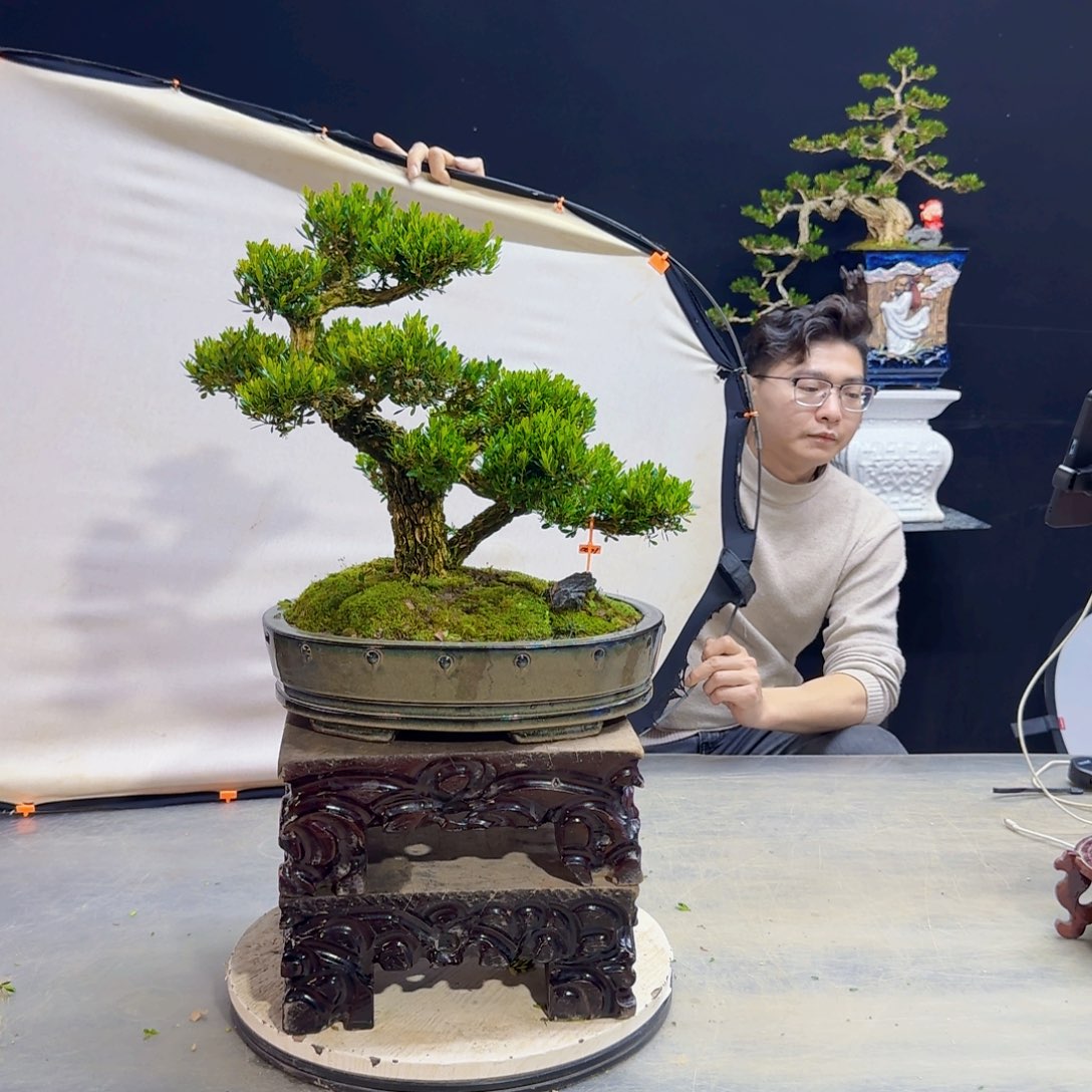 高端皱皮黄杨盆景