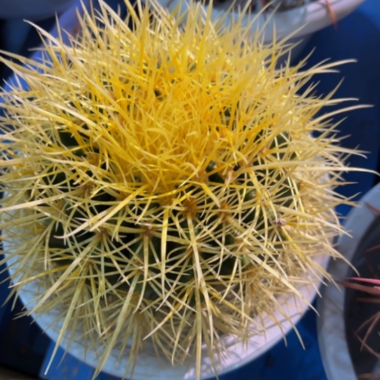 墨西哥怒虎（黄金狂刺）