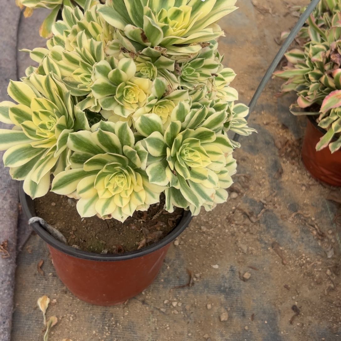 740多肉植物迈巴赫        