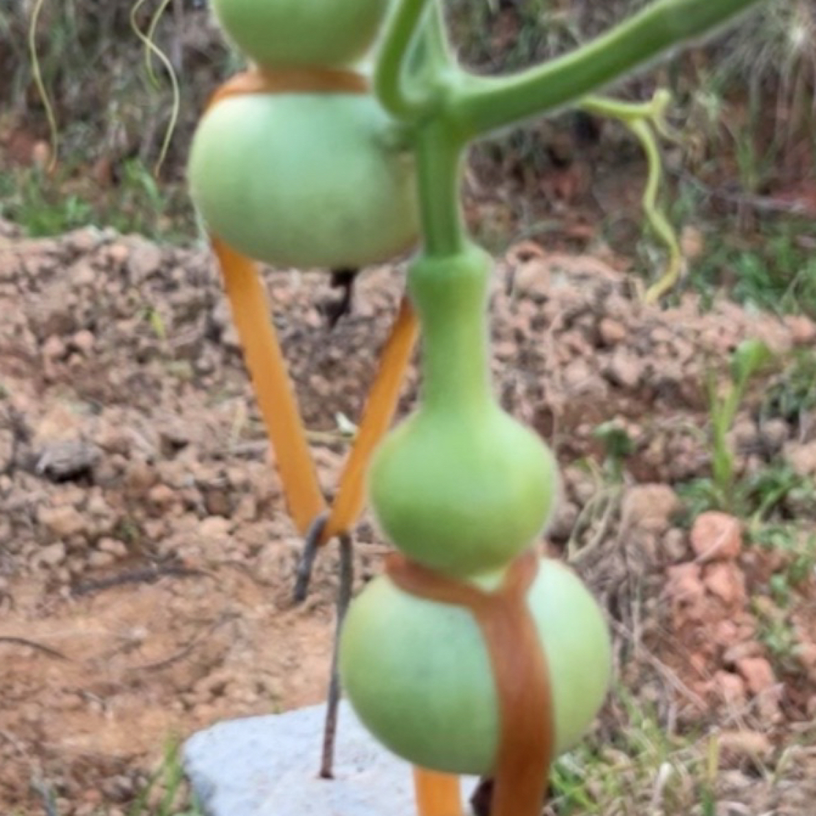 长嘴小八宝葫芦种子20粒（包对版）