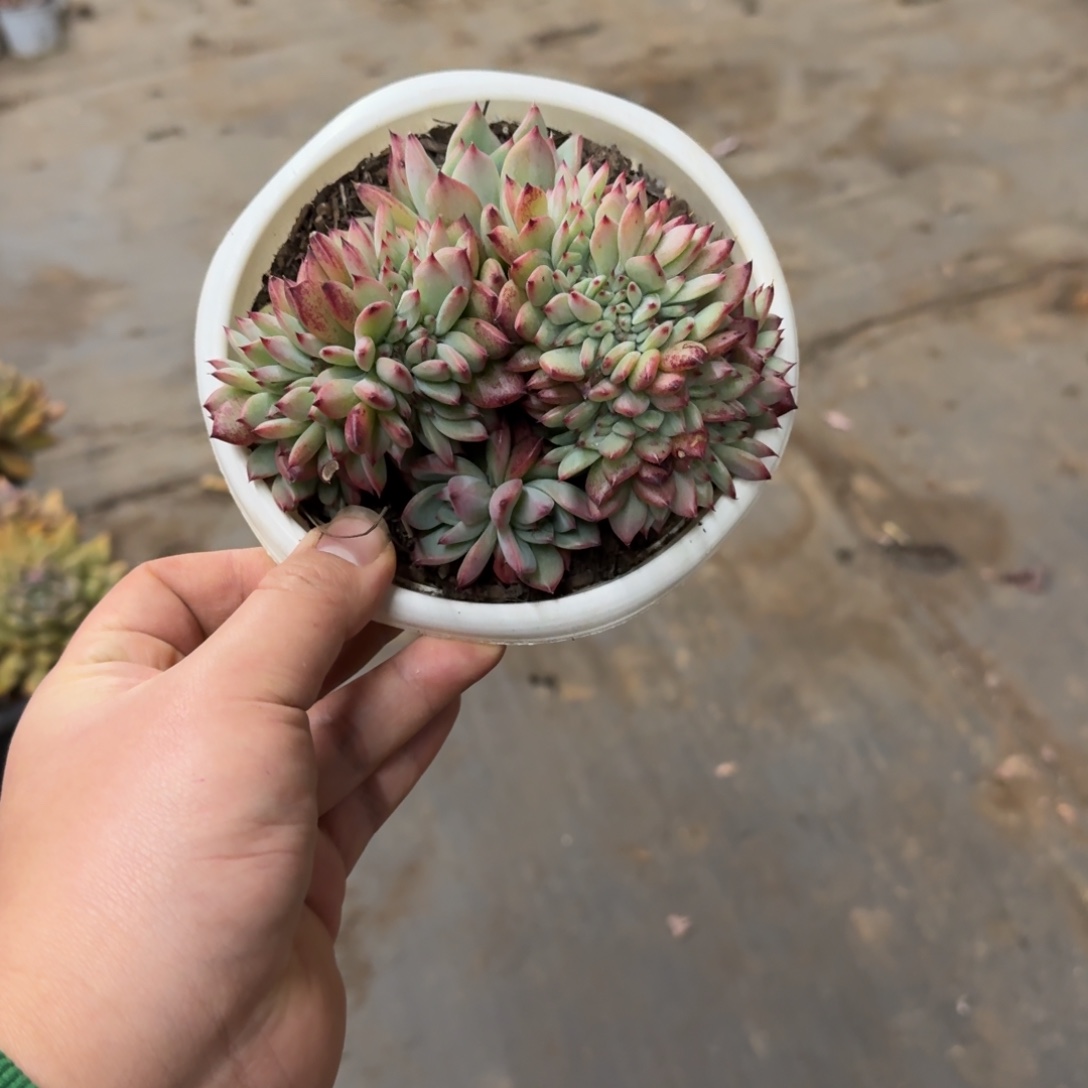 拉糖缀化160杯整装