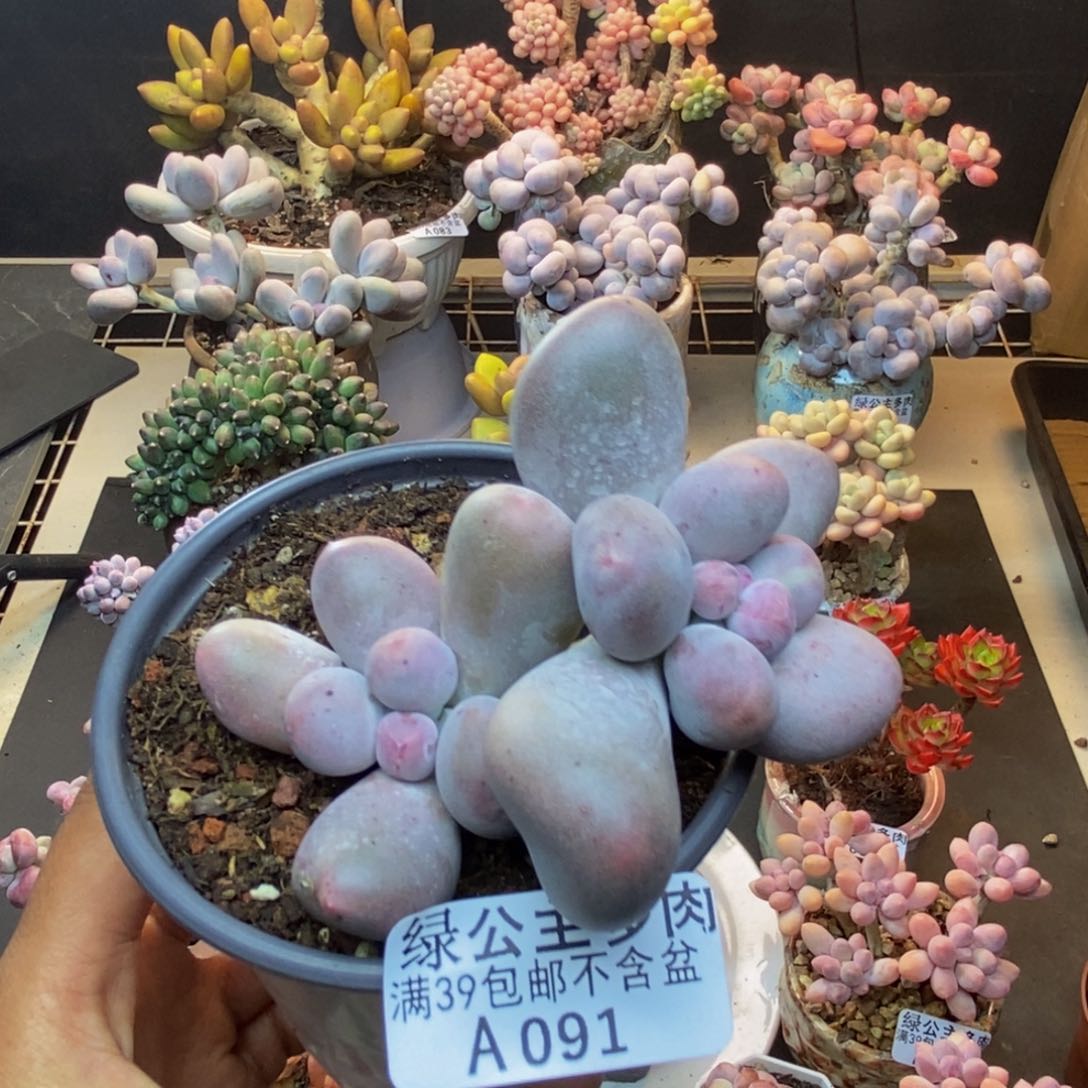 091米可奶多肉7c m