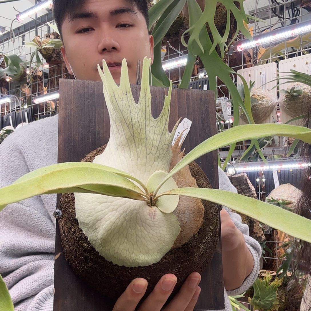 无花朵ar奥本河鹿角蕨