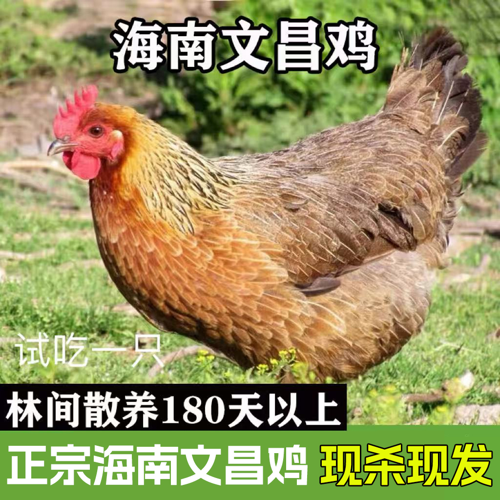 【海南文昌鸡】2只现杀椰林散养240天文昌鸡净重4.6-5.6斤