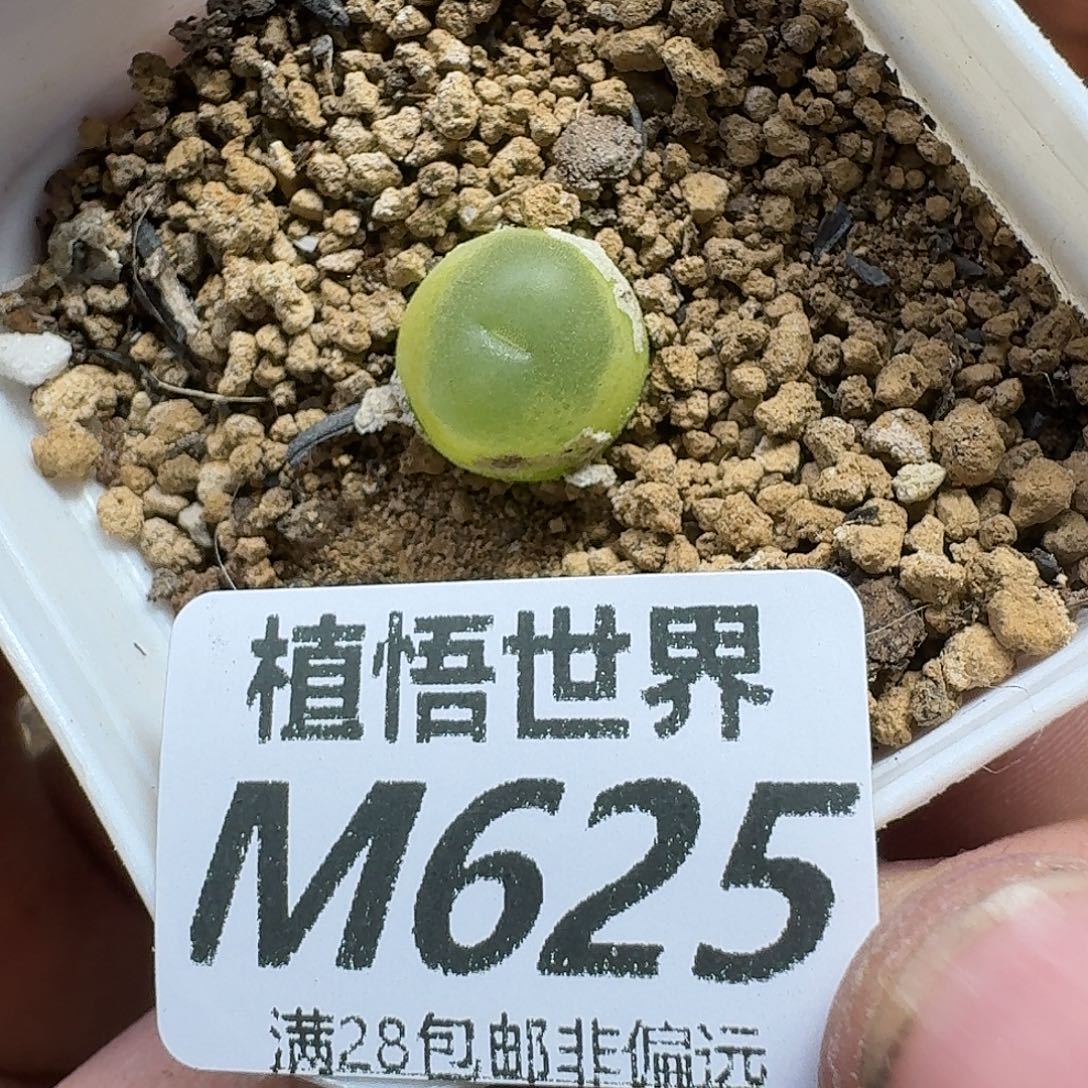 多肉植物的润泽fgbn