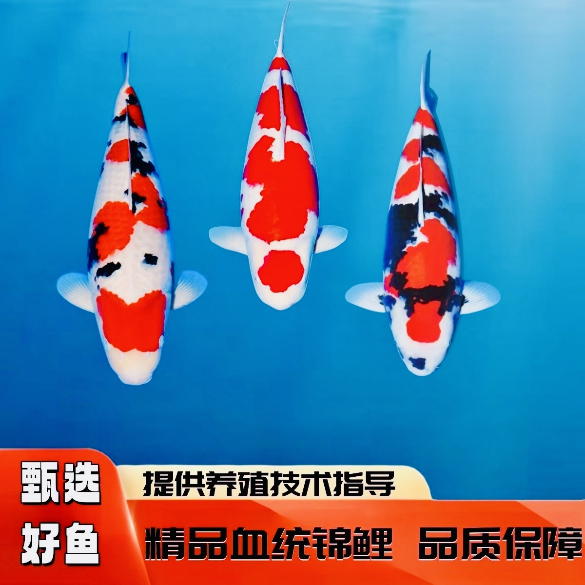 大尺寸11-16厘15条锦鲤三色红白大正昭和冷水观赏鱼好养耐活