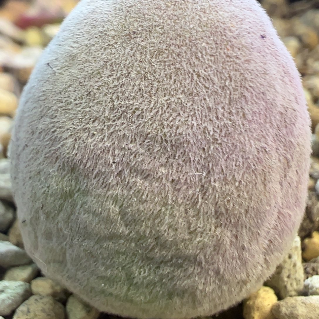 1.75公分宝辉 肉锥植物