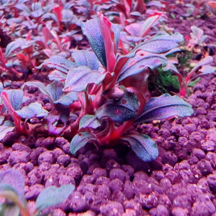 福利128号福利植物一头