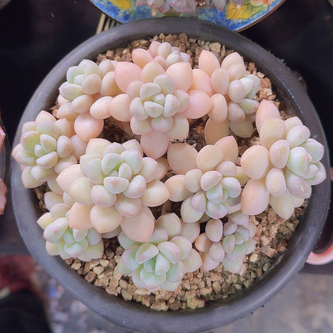 泡泡糖多肉一物一拍