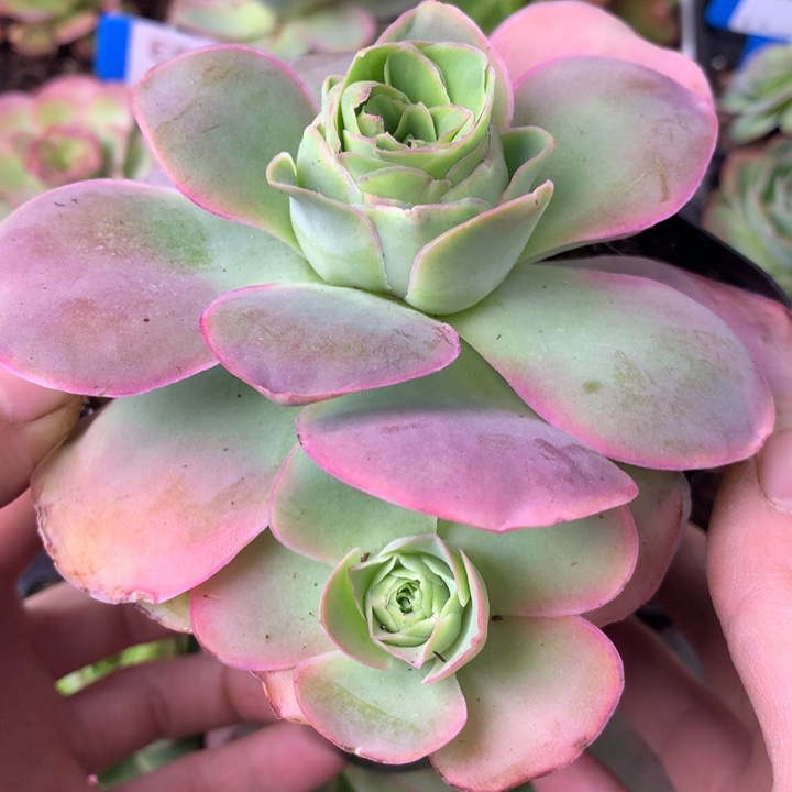 一物一拍星辰福利177