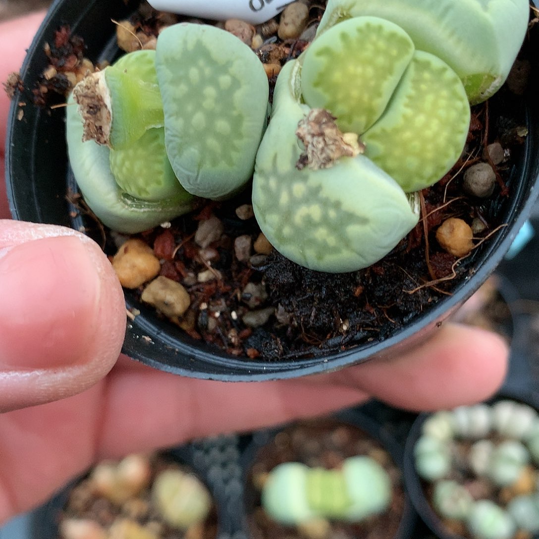 Y480多肉植物保护研究所