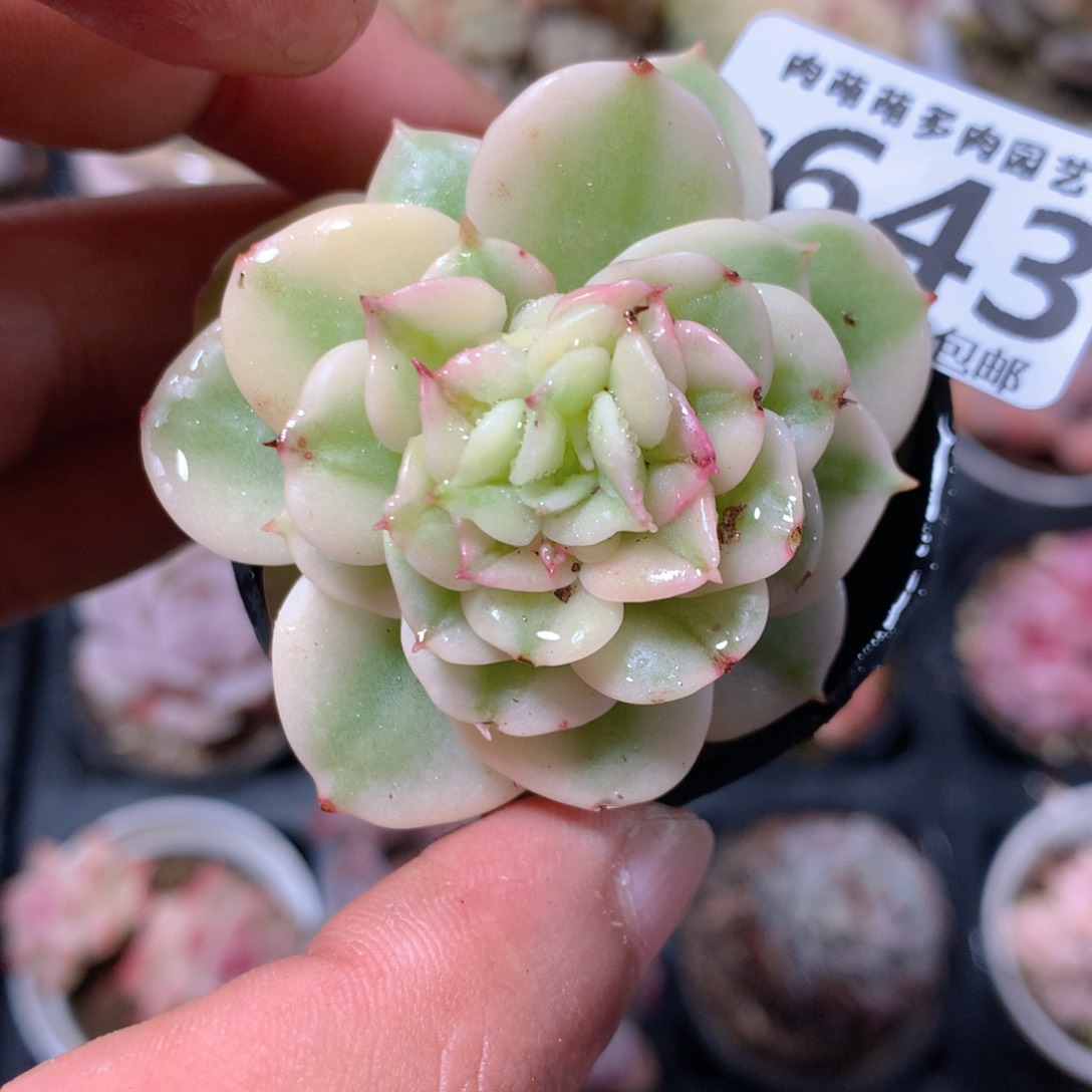 5CM拇指盆精控多肉ZB643