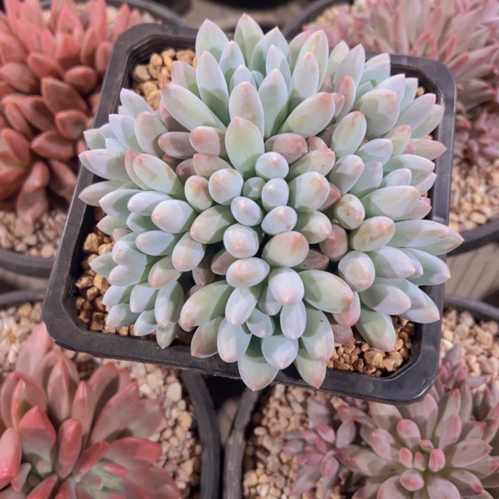 烟***冷香所自然群烟花易冷专拍