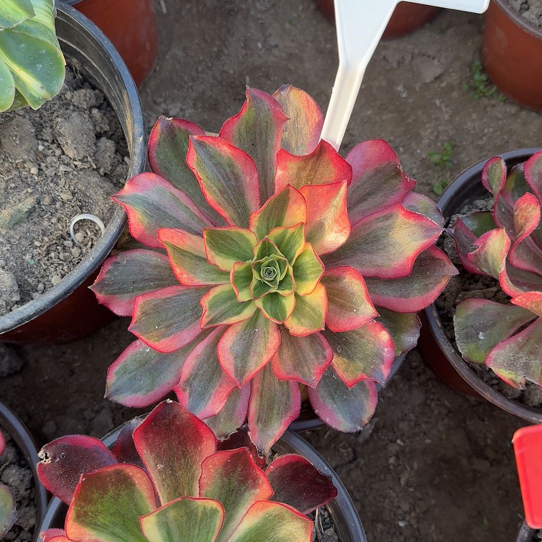 4524魅影多肉法师多肉