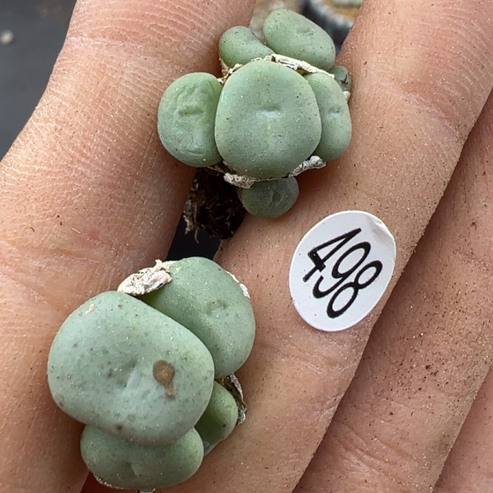 498好111111111111111