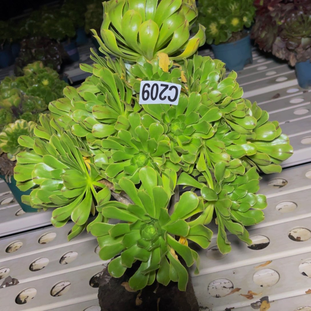 原始绿法师7//////46包邮