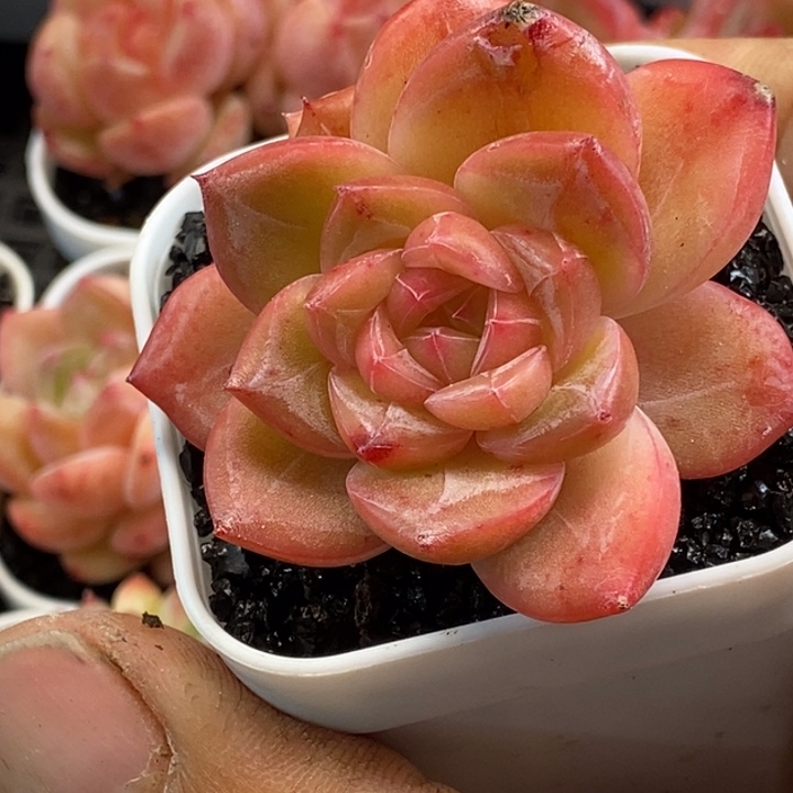 天官赐福百无禁忌