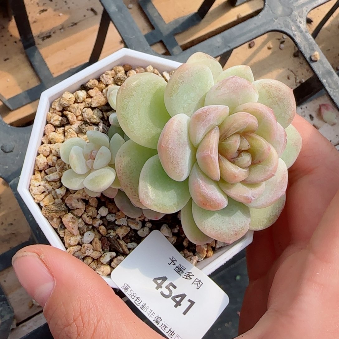 玉清风，4541多肉植物