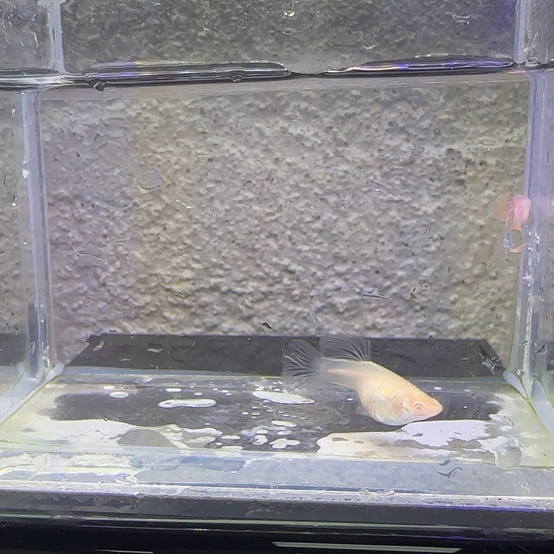 黑玛丽鱼熊猫白子。89号