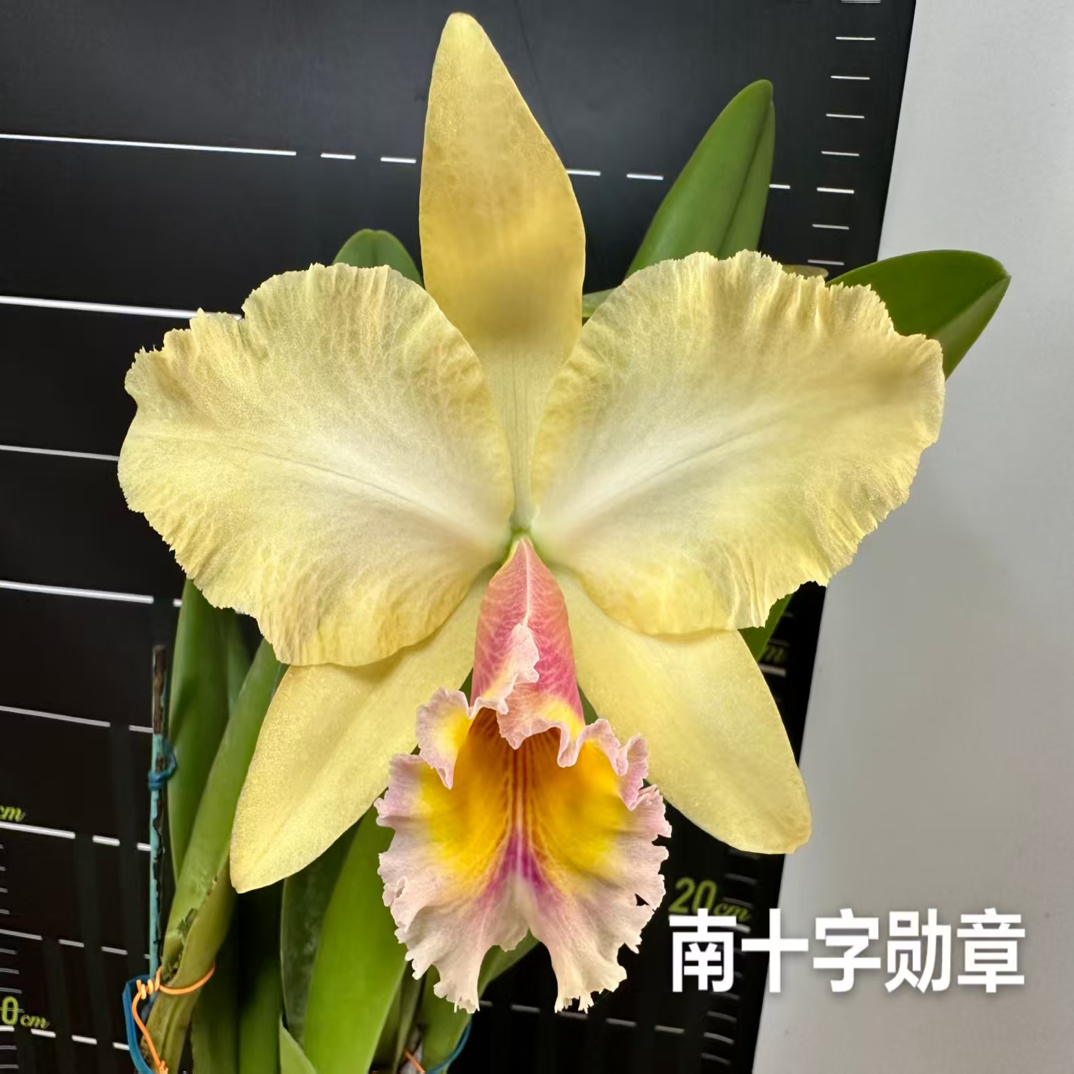 南十字勋章Rlc.George King 'Southern Cross' 乔治国王