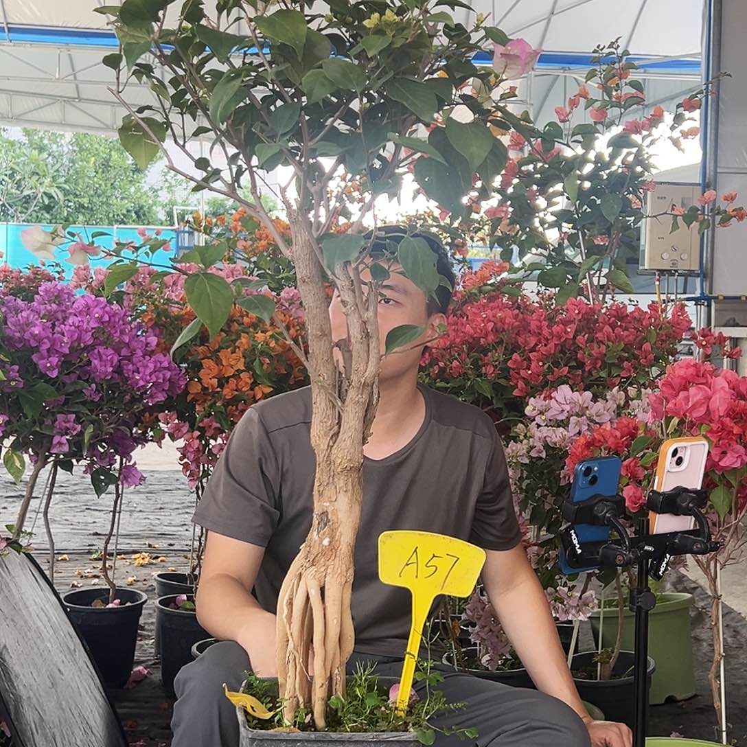 西***贝大部分花苞少量开放A57绿樱