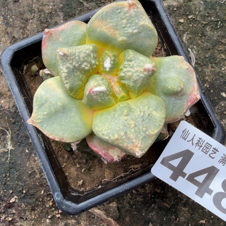 无花朵448归甲牡丹锦东三