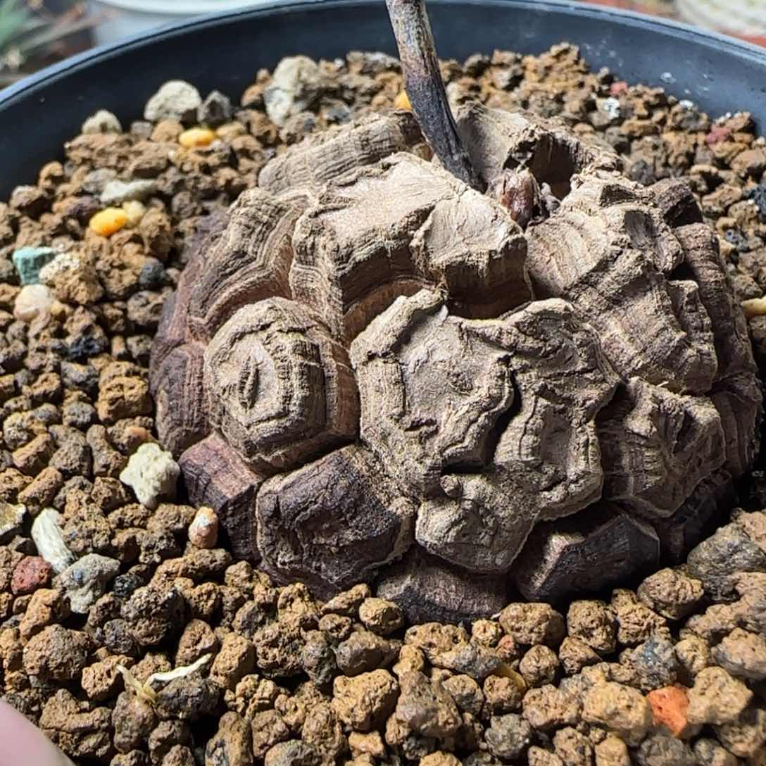 0004实生龟甲龙多肉