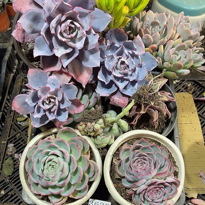 3630。框拍。微瑕。一物一拍