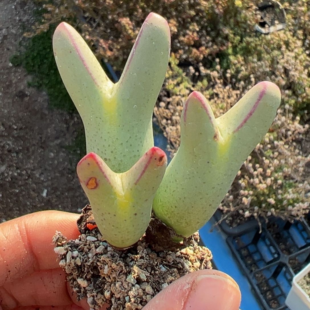 半**田多肉植物111111111111111