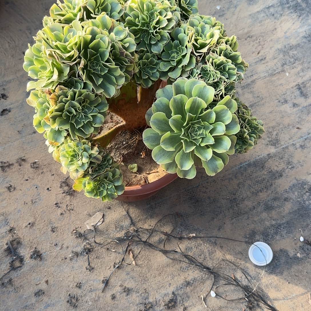 遗***忘绿豆沙缀化脱露露