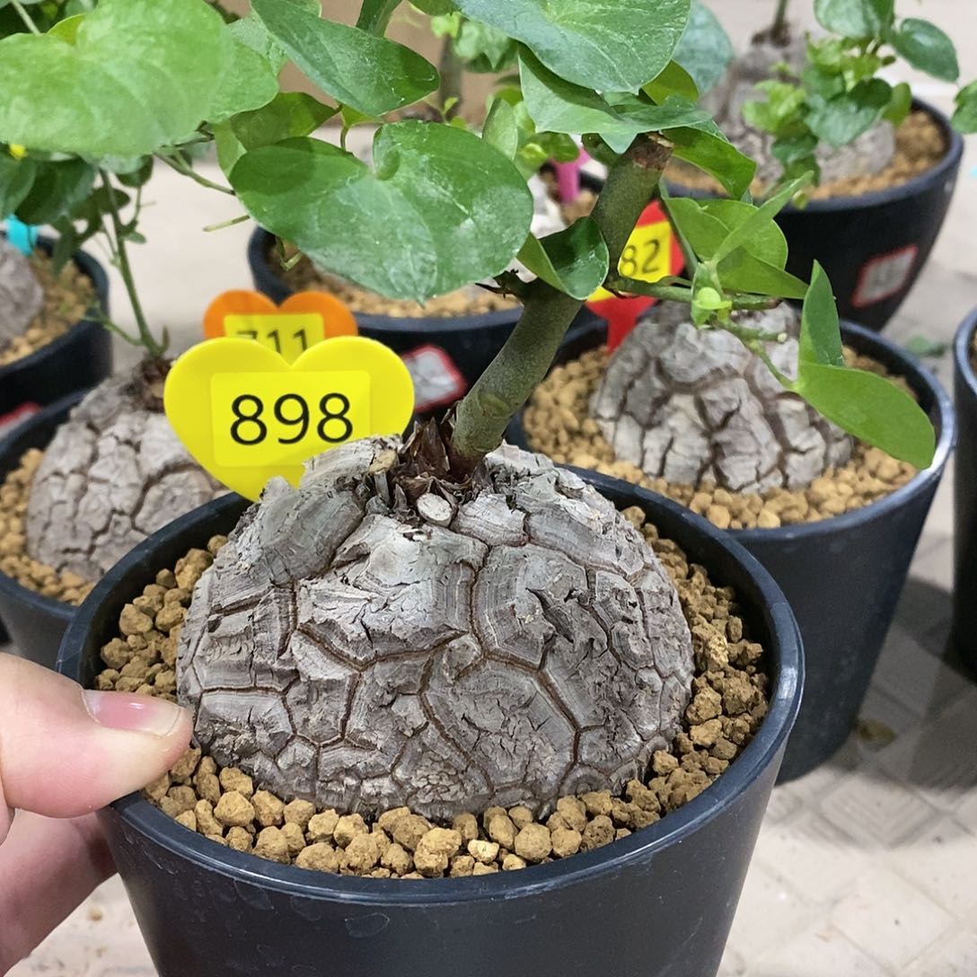 南非龟甲龙龟甲龙