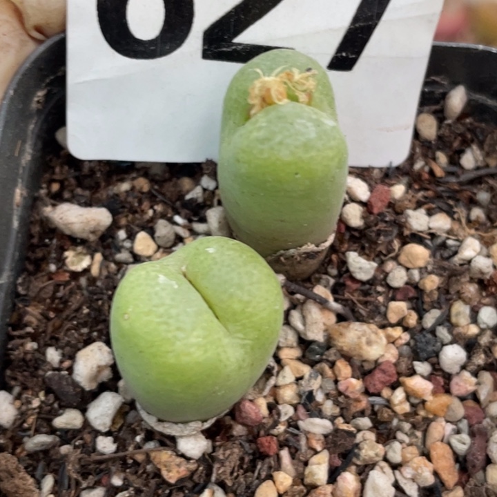 627翠光玉母本带盆