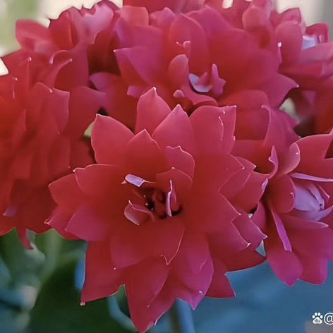 【卢比红宝石长寿花】四季开花颜色鲜艳多年生绿植适合家庭养殖