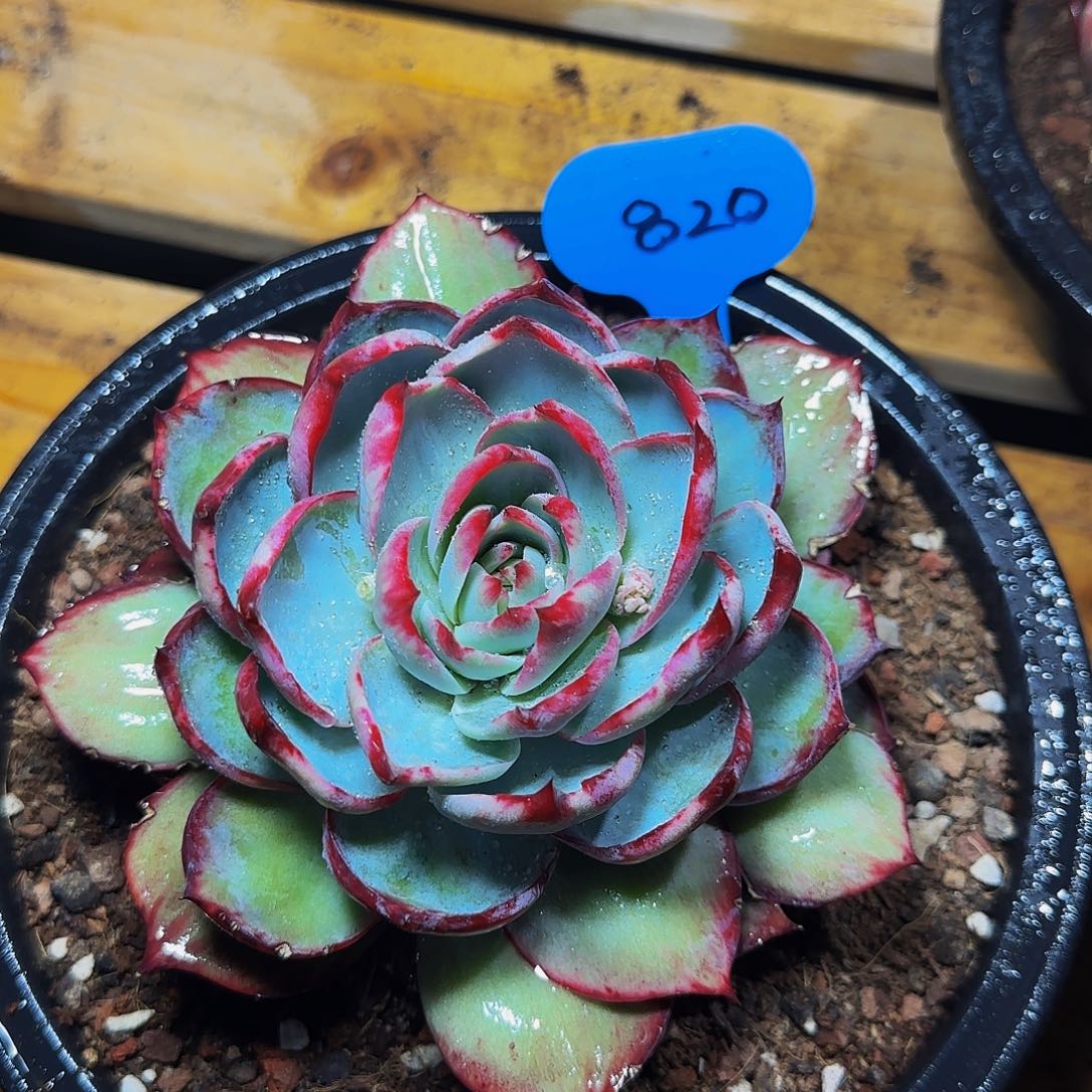 惊鸿仙子一物一拍820号