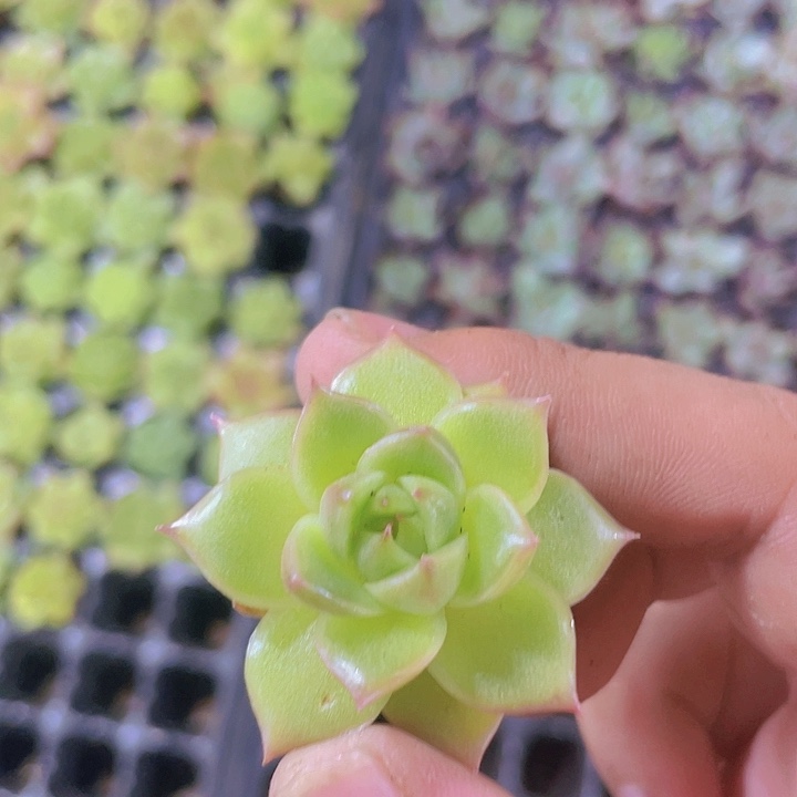 乌白精品多肉量拍