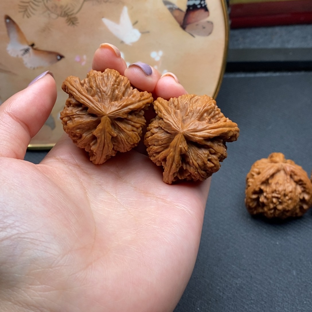 H**鸟白狮子111111111