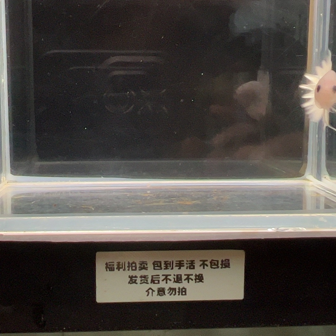 斗鱼一单包邮25日61
